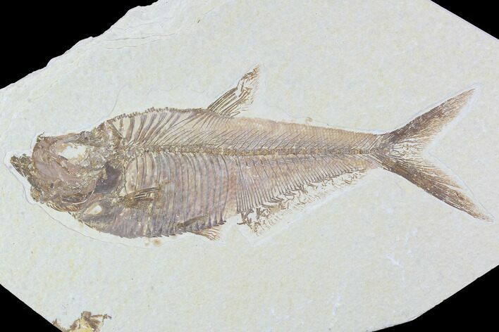 Detailed, Diplomystus Fossil Fish - Wyoming #92905